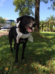 Oreo - Labrador Retriever Mix Dog