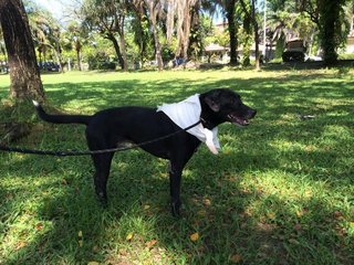 Oreo - Labrador Retriever Mix Dog