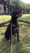 Oreo - Labrador Retriever Mix Dog