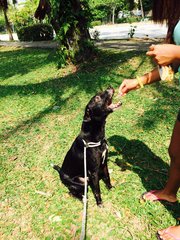 Oreo - Labrador Retriever Mix Dog