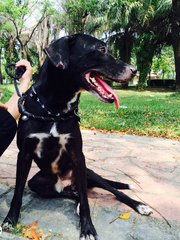 Oreo - Labrador Retriever Mix Dog