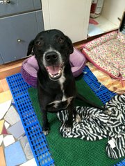 Oreo - Labrador Retriever Mix Dog