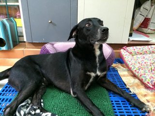 Oreo - Labrador Retriever Mix Dog