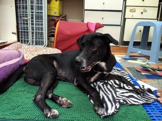 Oreo - Labrador Retriever Mix Dog