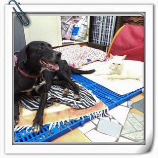 Oreo - Labrador Retriever Mix Dog