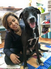 Oreo - Labrador Retriever Mix Dog