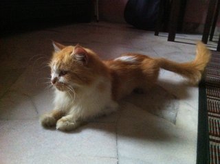 Oyen - Domestic Long Hair + Domestic Short Hair Cat