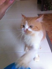 Oyen - Domestic Long Hair + Domestic Short Hair Cat