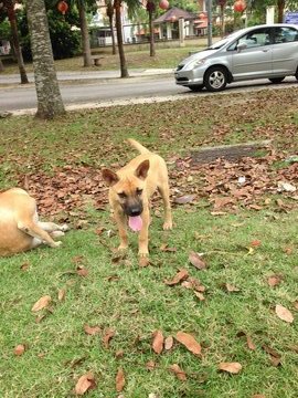 Cheeky - Mixed Breed Dog