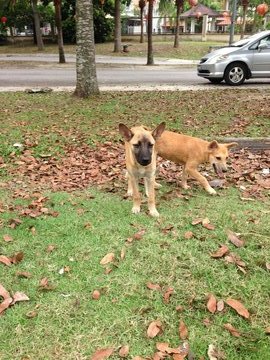 Browny - Mixed Breed Dog