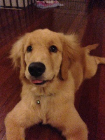 Homer J. - Golden Retriever Dog