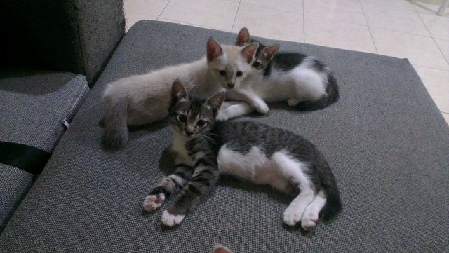 The 3 Little Musketeers - Domestic Short Hair Cat