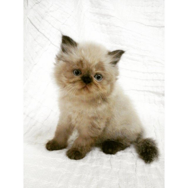 Nenden - Persian + Himalayan Cat