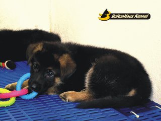 Excellent German Shepherd Puppies - German Shepherd Dog Dog