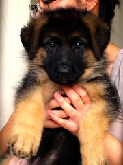 Excellent German Shepherd Puppies - German Shepherd Dog Dog