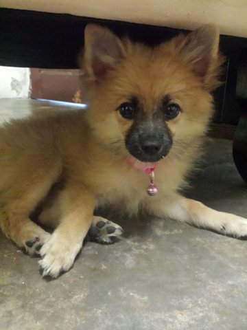 Janie - Pomeranian Dog