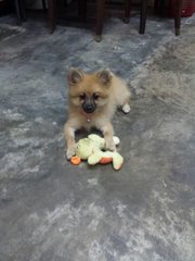 Janie - Pomeranian Dog