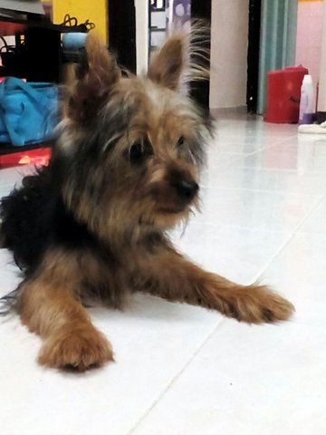 Choco - Yorkshire Terrier Yorkie Dog