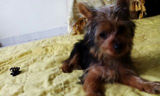 Choco - Yorkshire Terrier Yorkie Dog