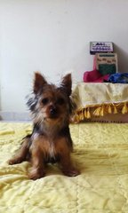 Choco - Yorkshire Terrier Yorkie Dog