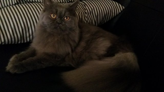 Ashton  - Persian Cat