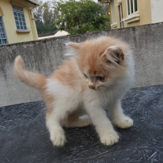 Leo - Domestic Long Hair + Persian Cat