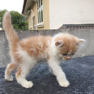 Leo - Domestic Long Hair + Persian Cat