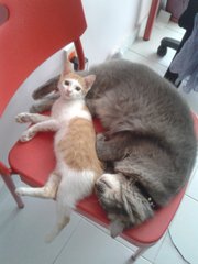 Bubu and Loki