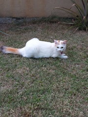 Coco - Turkish Van Cat