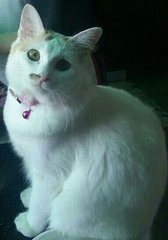 Coco - Turkish Van Cat