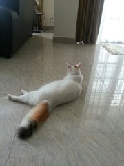 Coco - Turkish Van Cat