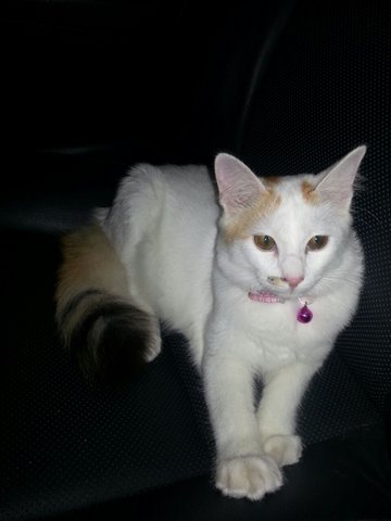 Coco - Turkish Van Cat