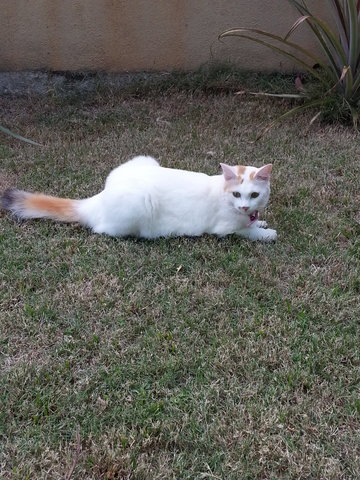 My Cat Coco - Turkish Van Cat