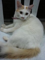 My Cat Coco - Turkish Van Cat