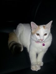 My Cat Coco - Turkish Van Cat