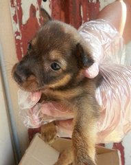 Croc - Mixed Breed Dog