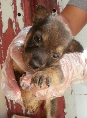 Croc - Mixed Breed Dog