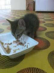 I m already on wet food...niiice...