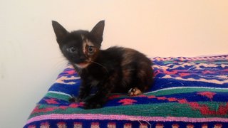 Smile Kittie - Domestic Short Hair + Tortoiseshell Cat