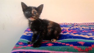 Smile Kittie - Domestic Short Hair + Tortoiseshell Cat