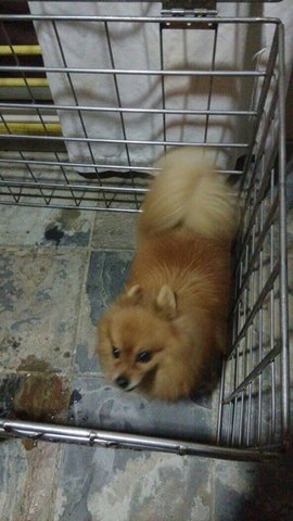 Pomeranian Tmn Seri Taming - Pomeranian Dog