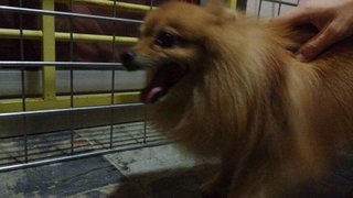 Pomeranian Tmn Seri Taming - Pomeranian Dog