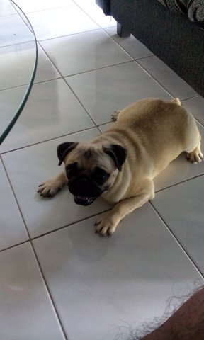 Kelly - Pug Dog