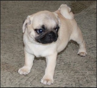 Kelly - Pug Dog