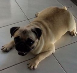 Kelly - Pug Dog