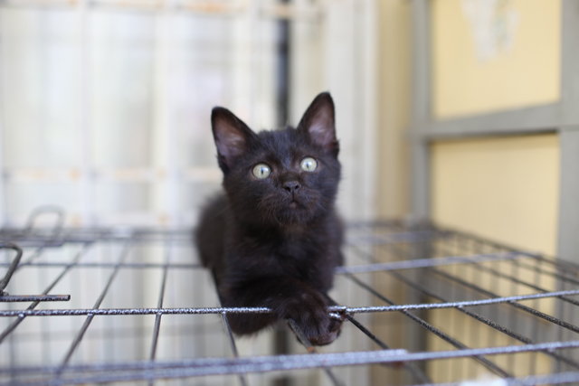 Fluffy - Domestic Medium Hair Cat