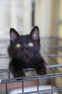 Fluffy - Domestic Medium Hair Cat