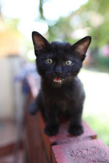 Fluffy - Domestic Medium Hair Cat