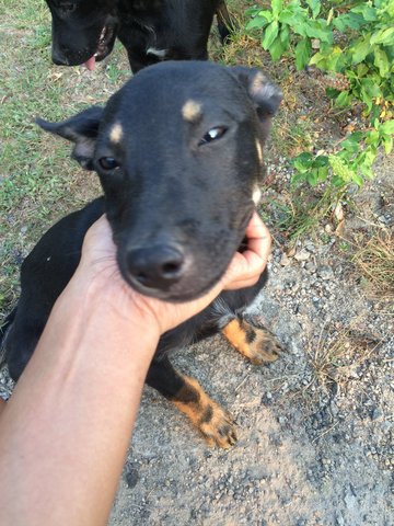 Angel And Abbie - Mixed Breed Dog