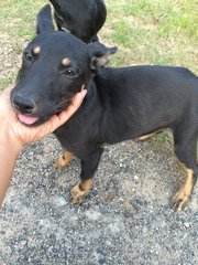 Angel And Abbie - Mixed Breed Dog